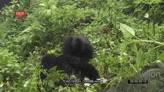 Mountain Gorillas sitting in forest feeding on the vegetation on the ground LS ZI MCU PAN