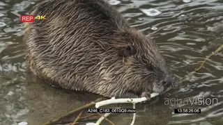 Beaver eating a bark in a pond PROFILE