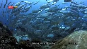 A large school of bigeye travally fish swirl in a circle