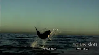 SLOW MOTION Great White Shark breach catch seal decoy Late Afternoon