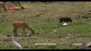 Black heron ,egret and spoon bill searching for food while impalas and warthog grazing on.