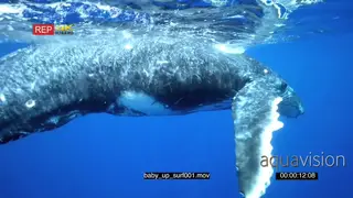 Humpback whale surfacing UW GENERAL BEHAVIOUR