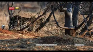 Leopard walking away from the ant hill into the bush