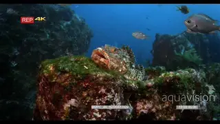 A red scorpionfish open its mouth widely