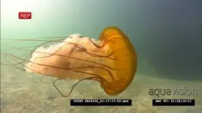 Pacific sea nettle jellyfish swimming GOOD LIGHT