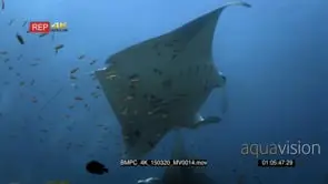 Reveal starting on schooling bluestripe snappers at a reef cleaning station covered in…
