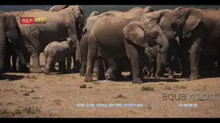Elephant herd standing one urinating and others being aggressive to each other.