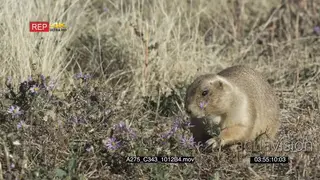 Prairie Dog eating and looking around on prairie MLS