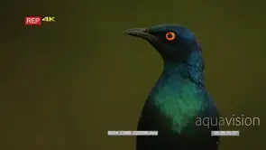 Close up shot of gloosy starling looking around