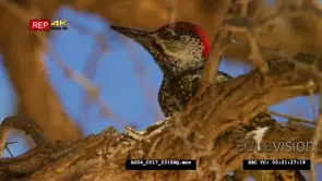 Golden-tailed woodpecker sitting on the branch flies off
