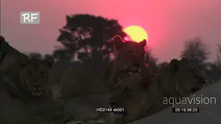 African Lion Pride resting in red sky Sunset