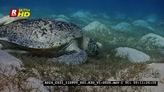 An Extreme Close Up shot of the head and shoulders of a Green Sea Tutle, Chelonia…