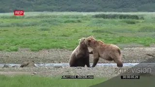 Grizzly Bears [2] fighting on the riverbank