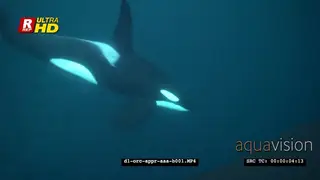 Orca Killer Whales chasing herring schools in noway UW