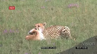Cheetah Suffocating Springbok Kill on Grassland MS AmCam GOOD LIGHT GENERAL BEHAVIOUR