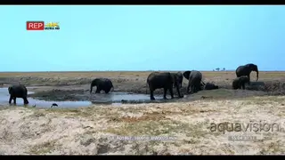 Elephant herd bathing in the water, splashing and rolling in the mud