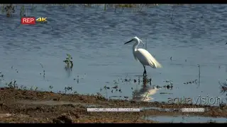 White Heron searching for food in the water hunting and predation GOOD LIGHT