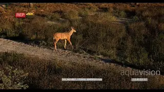 Juvenile greater kudu walks past camera