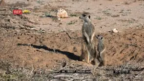 Meerkat mother and juvenile meerkat standing at their burrow