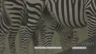 Zebra herd with young and impala grazing GREEN MS PAN