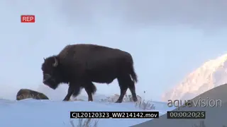 Bison walking on snowy prairie LS PAN