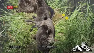 A pair of North American river otter (Lontra canadensis) fighting HA