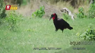 Ground hornbill searching for food on the ground
