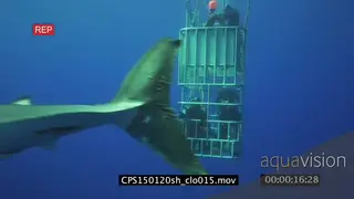 Great White Shark swimming underwater in ocean passing by camera and divers filming it.