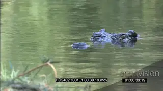 Nile Crocodile slowly moving through the water, camera pans the length of the crocodile