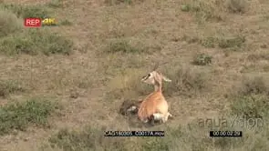 Grant's gazelle female just gave birth and running away from newborn calf