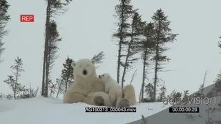 Polar bear mother Protective behaviour scouting around cuddling with cubs play fighting.