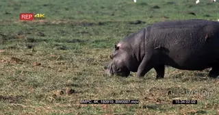 Hippo grazing while oxpeckers feeding on hippo skin