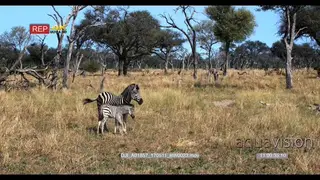 Baby zebra stand next to its mother after finish suckling