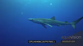 Blue Shark swimming around underwater in ocean WS MLS PAN HAND