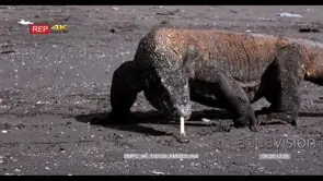 Komodo Dragon, Varanus komodoensis, tongue flicking, mouth drooling