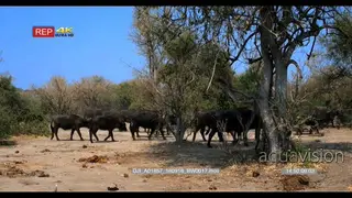 A large herd of buffalo walking inside the bushes past camera