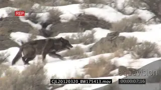 Gray Wolf walking and looking around on snowy rocky prairie LS PAN