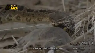 Western diamondback rattlesnake tasting its carcass, dragging and trying to position it.