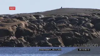 Polar bear exiting water standing on rock boulders scouting around