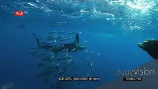 Marlin sailfish and Seals feeding on bait ball in deep blue ocean UW