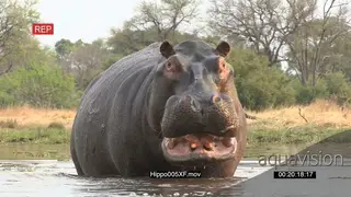 Bull hippo with mouth open in aggressive stance