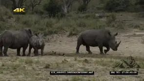 White Rhino on dry riverbed