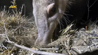 Aardvark feeding on termites at NIGHT XCU