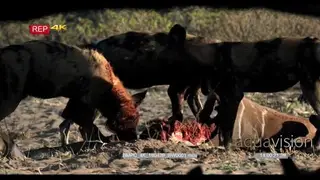 A Pack of African Wild Dogs feeding on the Kudu kill