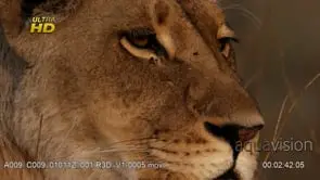 Adult female African Lioness face Close-Up.