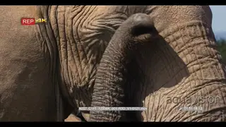 Close up shot of elephant's wipe itself with its trunk.