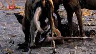 African Wild Dogs at a fresh Impala Kill, feeding and tearing at flesh.