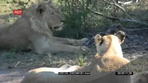 African Lion Pride [3] Laying down and the Lioness walks off GENERAL BEHAVIOR