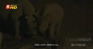 Female Black Rhinoceros and calf walking alongside her.