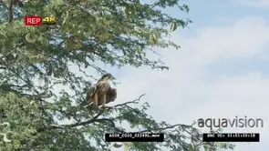Lanner falcon perched on tree